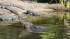 How St. Augustine Alligator Farm trains professionals in reptile care