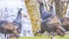 Ohio seeks turkey, grouse sightings