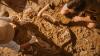Wyoming fossils from 66 million years ago preserve rare Tyrannosaurus rex bite marks