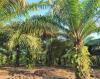 China's massive demand for palm oil could reshape the entire industry