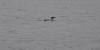 Maine Audubon loon count returns Saturday