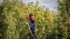 New Zealand horticulture: How a sector-wide plan is driving growth  - Andrew Gibbs