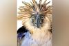 Recognition sought for farmer who rescued injured Philippine Eagle