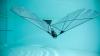 MIT engineers create a bird-inspired robot that swims and flies