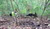 How Costa Rica’s Forest Recycled a Dead Deer in Just Two Weeks