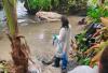 Dead Sperm Whale Removed From Natural Pool Near Cahuita