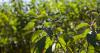 Johannesburg Zoo invites public to fight toxic weed on Mandela Day
