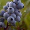 Agriculture projects receive funding