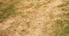 Gardeners warned not to water brown lawn during heatwave