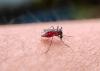 Dominican Republic reports 171 dengue cases in 2026 as incidence declines