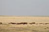 Nebraska beef producers facing tough decisions, challenging year 