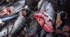 Images show gruesome extent of illegal Pacific fishing