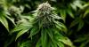 A Conservative Case for Rethinking Cannabis: Why Winston‑Salem Should Lead North Carolina Toward Smarter, Safer Policy