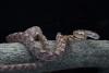 Assam's Bodoland records high human-snake interface; ethical rescue initiative launched