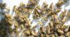From reduced bee deaths in Oregon to vaccine access in Africa, here are three stories of progress