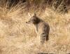 Unlimited no more: Colorado imposes new daily limits on wildlife hunted for fur