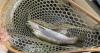 Buying a Utah fishing license? Here's where your money goes