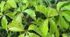 On Nature column: Virginia creeper foliage important food source for insects, larvae