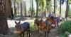 ‘Wagons Ho!’: This summer camp has families traveling Oregon’s historic trails by mule-drawn wagons