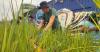 Brooklyn mini marsh uses mussels, greenery to clean polluted waterway
