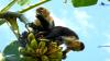 How Costa Rica’s extreme climate changes the social behaviors of white-faced capuchin