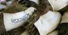 South African rooibos tea seeds head to space