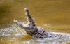 Israel plans ‘alligator Alcatraz’ for Palestinian prisoners
