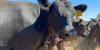 Idaho beef month: Jerome rancher highlights 130 years of cattle industry in the Gem State