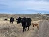 Editorial: Heavy economic impact from Oregon hunting fishing ban