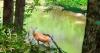 How deer handle heat and wildfire smoke in Minnesota
