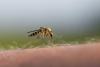 Why Louisiana is one of the most mosquito infested states in the US