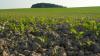 ‘Reduced agricultural yields’ expected for peace region