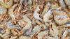 DNA tests find half of Outer Banks restaurants still not serving wild American shrimp