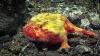 US government announces plans to lease deep-sea mining rights in American Samoa