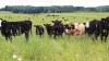 Governments test cross-border cattle slaughter model in northeastern Ontario