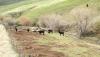 Ecology fines ranch for grazing cattle along creek