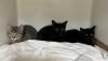 Mother cat, nursing kittens among 16 taken in by ARL Boston