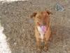 State Awards Nearly $2 Million to Improve Animal Shelters Across New Mexico