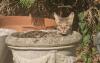 Escaped savannah cat found in plant pot after two-month search