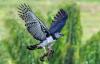 Can harpy eagles attack humans? Amazon case rekindles scientific debate