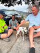 12-year-old dog dodges mountain lions, travels 50 miles over 33 days in Colorado mountains before reuniting with owner