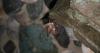 Rabid bat confirmed in Blaine County, public health officials advise residents to take precautions