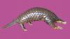 Scientists studied pangolin DNA from seven countries and rediscovered a Himalayan species that had been overlooked since 1836