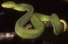 Mystery green viper found in Myanmar matched 2 existing species, until DNA identified it as a new one