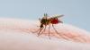 Mosquitoes test positive for West Nile in Wisconsin's first virus activity of year