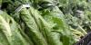 Cyclospora outbreak continues as Missouri cases nearly double