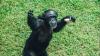 Louisiana chimp sanctuary keeps its apes cool with frozen Greek yogurt bars