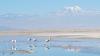 Can ‘fog harvesting’ help solve water scarcity in Chile’s Atacama Desert?