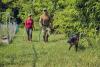 Paws on the ground for latest effort in rattlesnake hunt