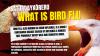 #explainer: Bird Flu Explained: What Every New Zealander Needs to Know as H5N1 Arrives